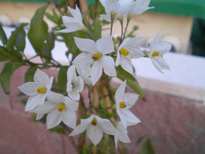 Blancas1.jpg