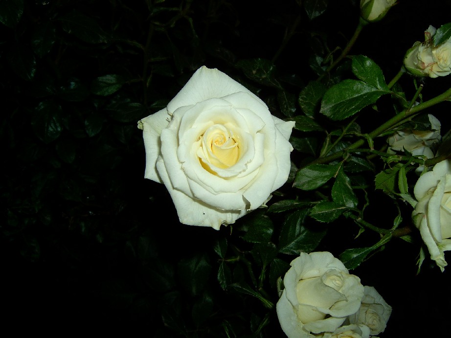 Blanco%202.jpg