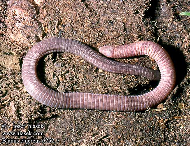 blanus_cinereus_6252.jpg