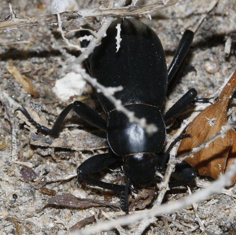 Blaps%20sp_3623.jpg