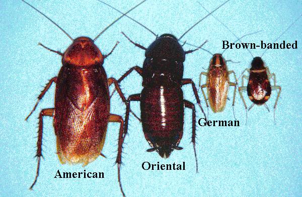 BLATTA_ORIENTALIS.jpg