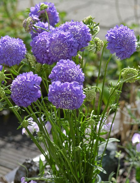 blaue-garten-skabiose-scabiosa-atropurpurea-oxford-blue_01_samen_911011.jpg
