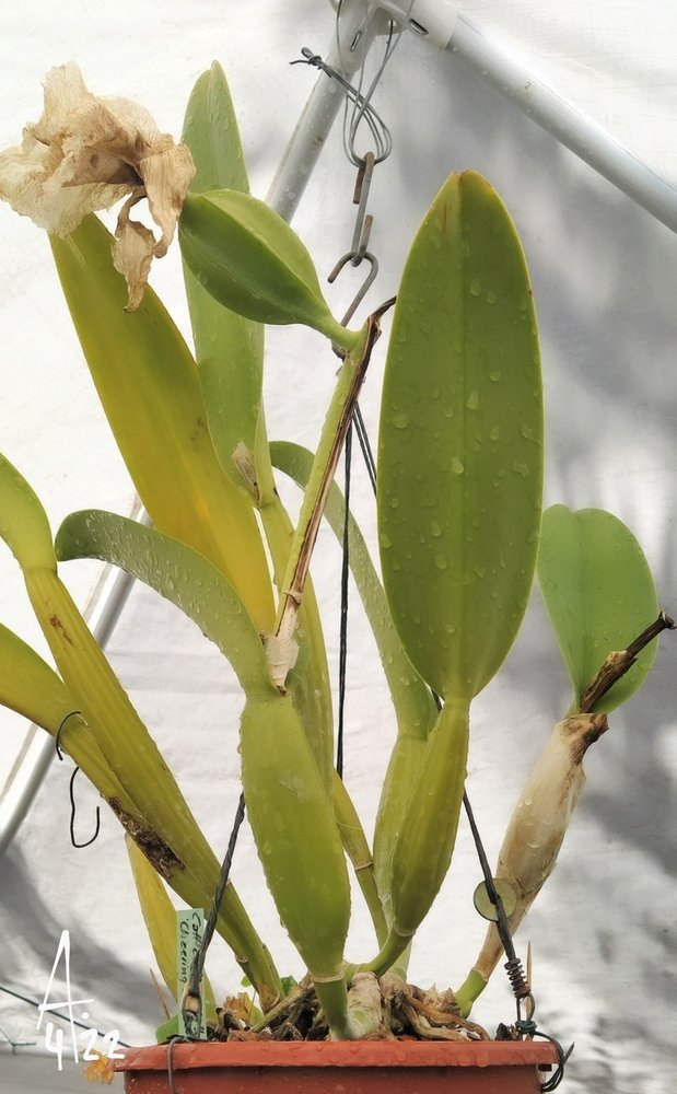 Blc-che-cha.jpg