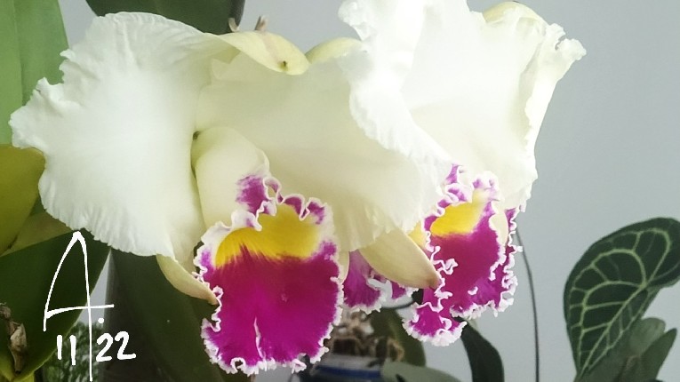 blc-che-cha.jpg