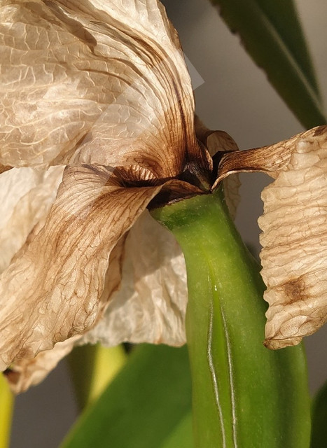 blc-che-cha-pod.jpg