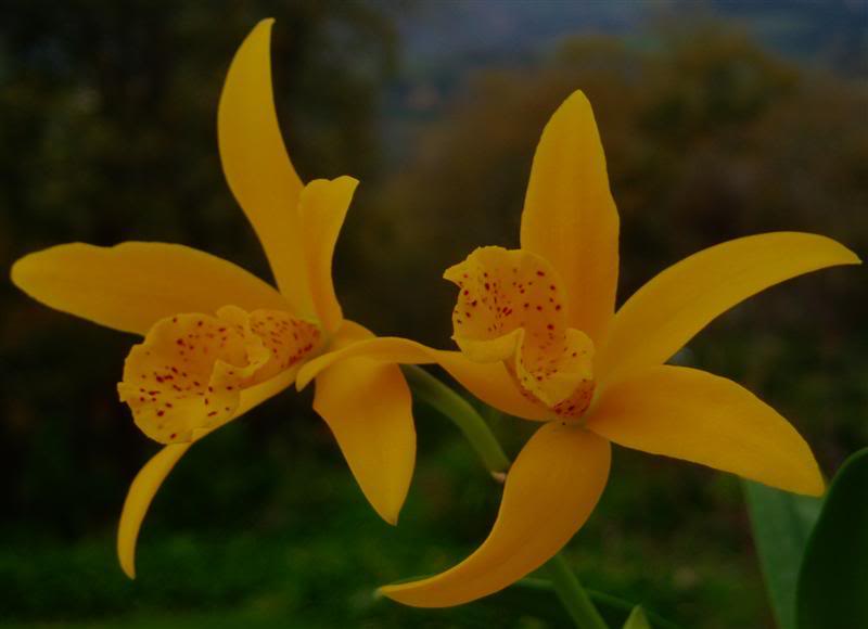 Blc.GoldenMulOrient1Medium.jpg