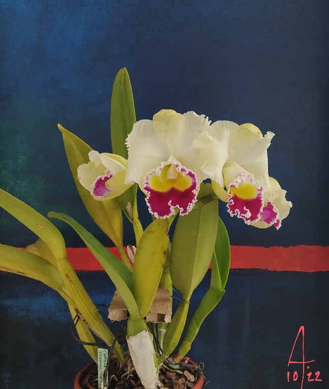 blc-noi-che.jpg