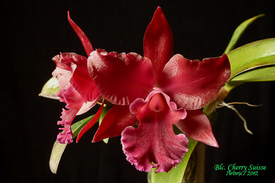 Blc_Cherry_Sussie_001.jpg