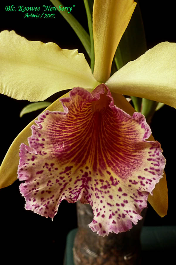 blc_keowee_newberry_003.jpg