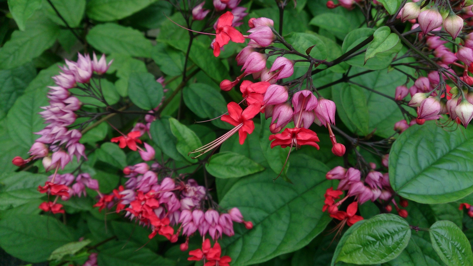 Bleeding_Heart_Vine_(Clerodendrum_thomsoniae)_5.jpg