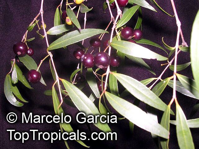Blepharocalyx_salicifolius2mg.jpg