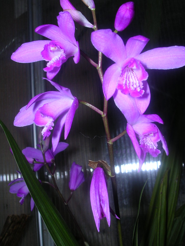 Bletilla%20striata.JPG
