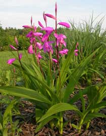 bletilla.jpg
