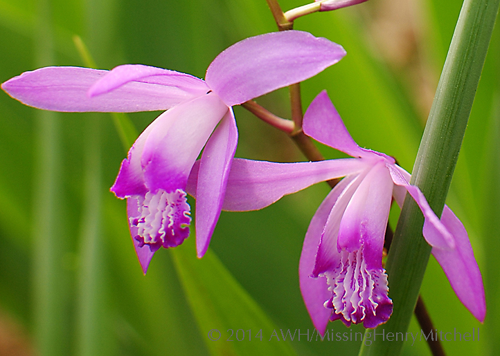 bletilla-striata-closeup.jpg