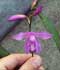 bletilla-striata.jpg