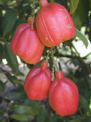 blighia_sapida2_small.jpg
