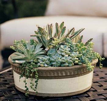 BLOG%2BSucculent%2BGarden.jpg