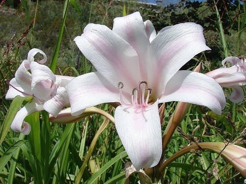 BLOG-AZUCENA.jpg