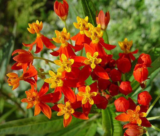 Blood_Flower_Asclepia_Curassavica_Seeds__78825.1447964713.520.442.jpg