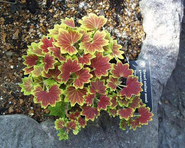Bloom739.jpg