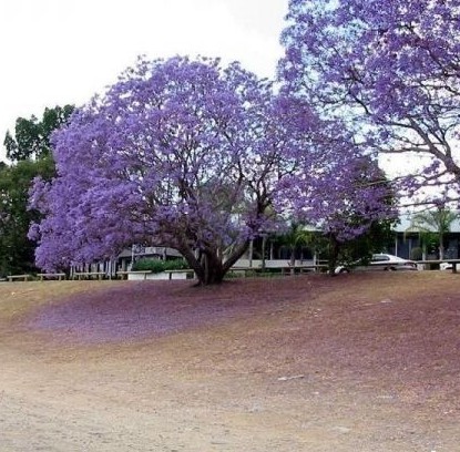 Blooming-foliage-plants-Jacaranda-mimosifolia.jpg