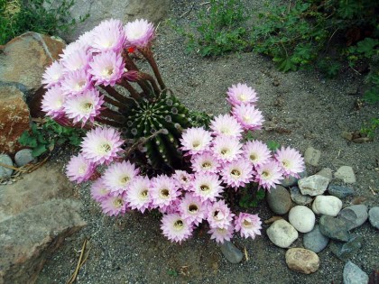 Blooms-420x315.jpg