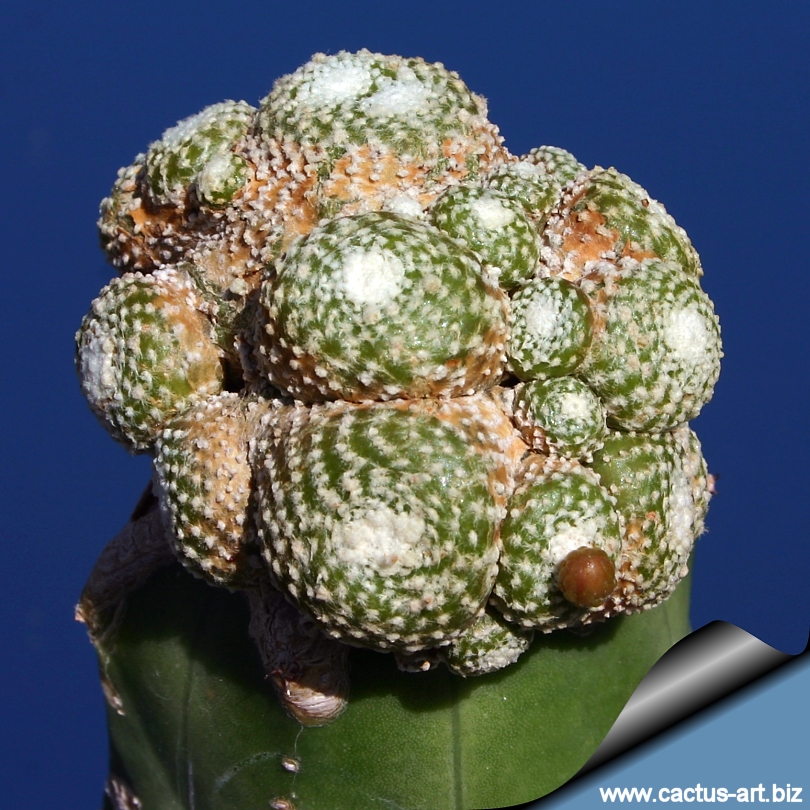 Blossfeldia_liliputana_graft_810.jpg