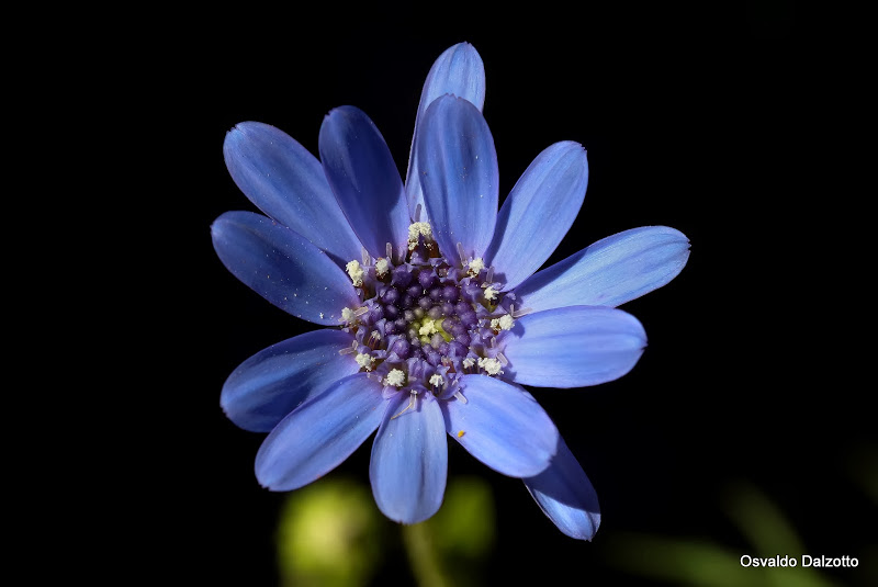 blue%2520daisy.jpg