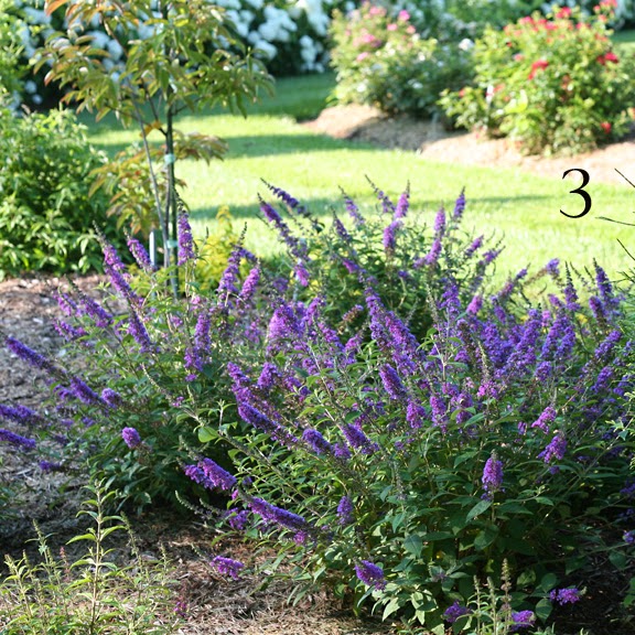 Blue%2BChip%2BJr%2BButterfly%2Bbush-1759c.jpg