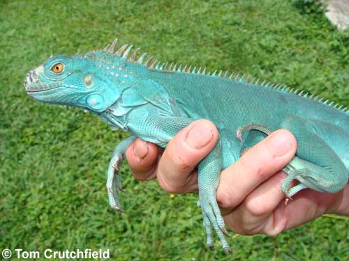 blue-iguana-500.jpg