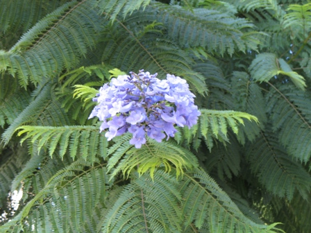 Blue+Jacaranda+flower.jpg