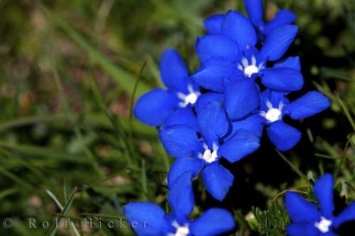 blue-mountain-flowers_14008.jpg