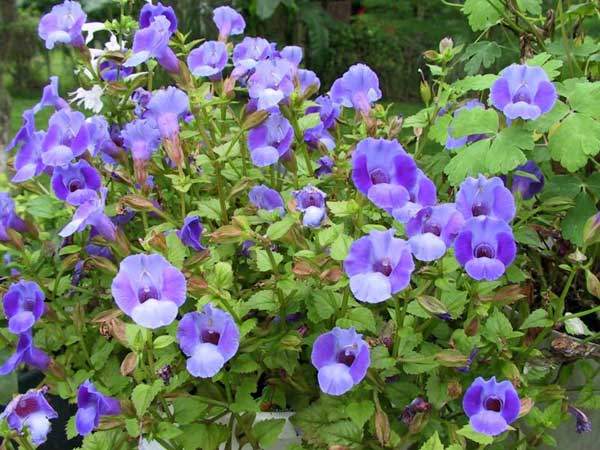 Blue-Torenia.jpg