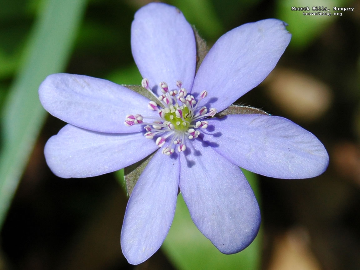 blue_flower_wallpaper.jpg