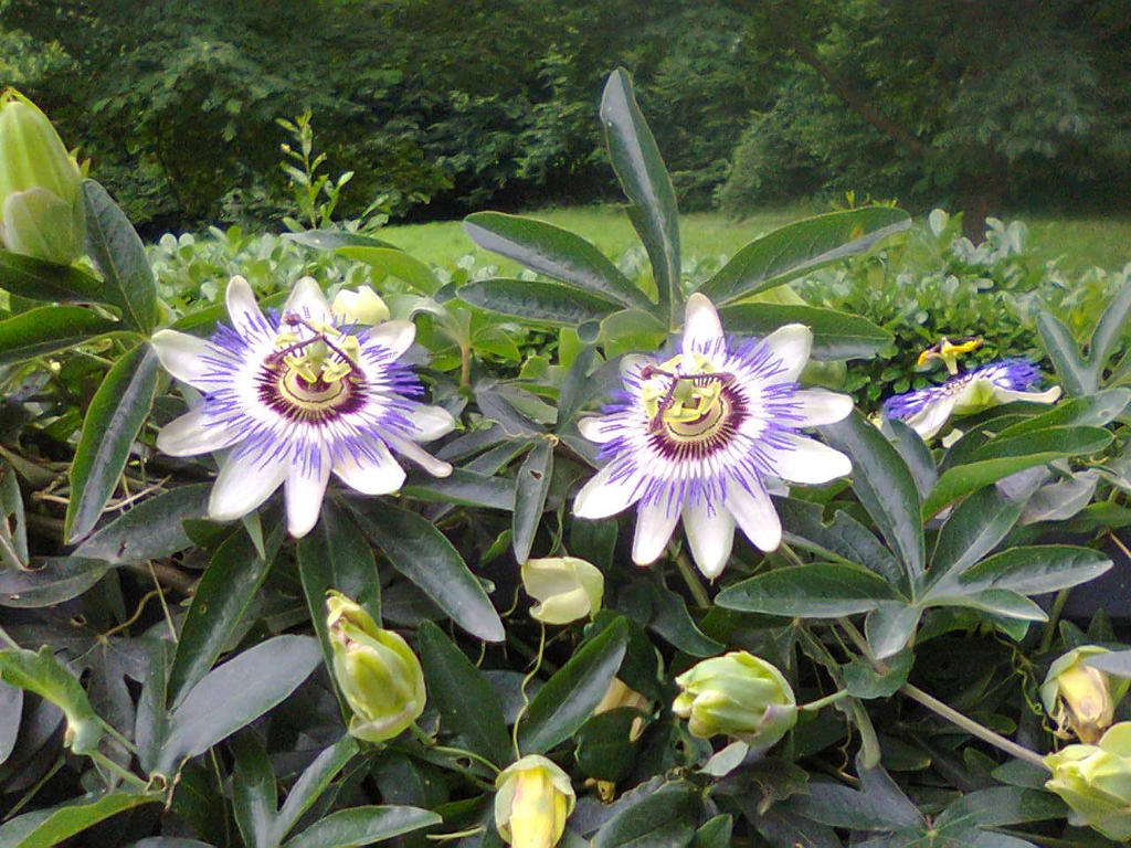 blue_passion_flower___passiflora_caerulea_by_gheldhon-d8xjcub.jpg