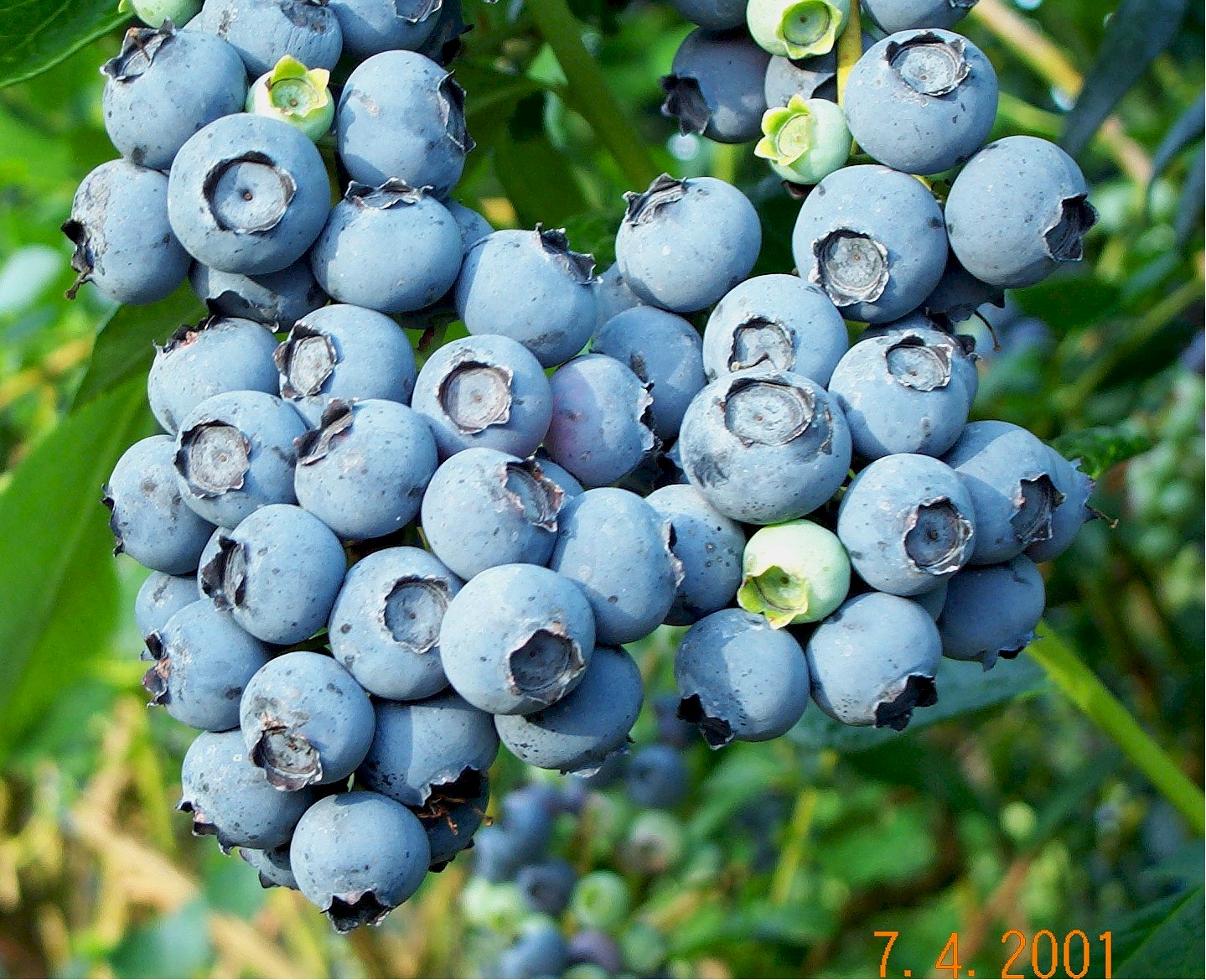 Blueberry_Cluster.jpg