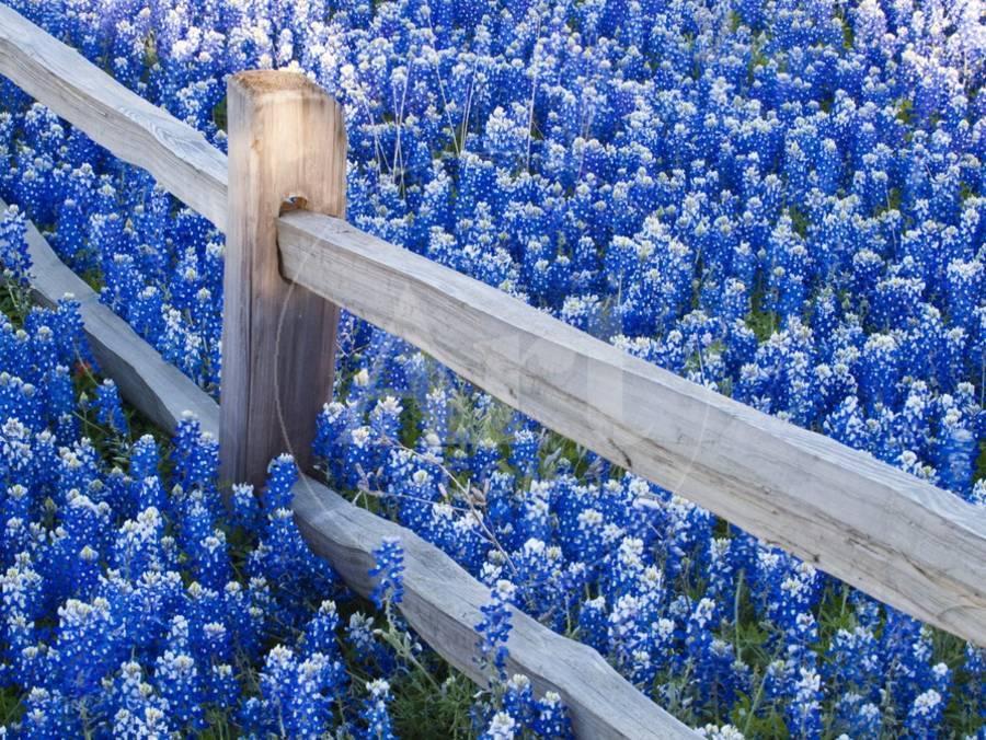 bluebonnets-along-fenceline_u-l-pzldnn0.jpg