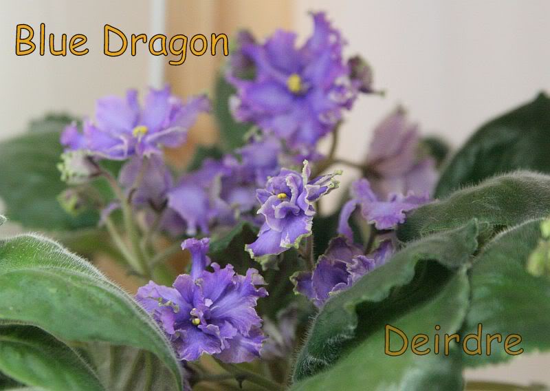 BlueDragon04.jpg