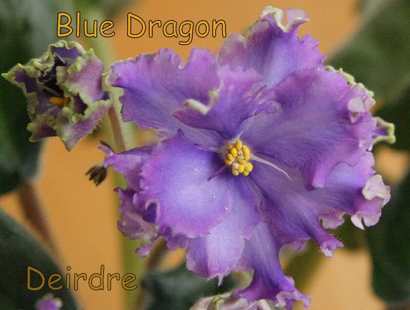 BlueDragon05.jpg