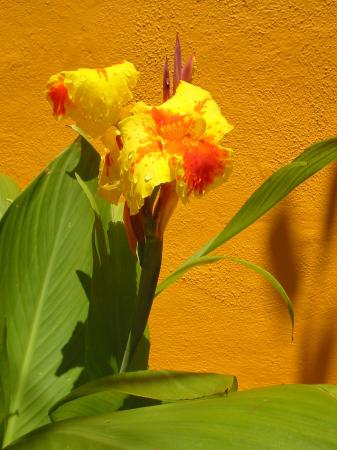 blumenrohr_canna-indica_copy1~max600x450@75.jpg