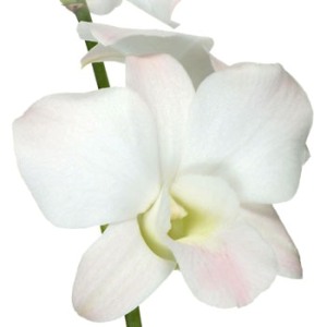 Blush_Dendrobium_Orchid_Flower_Marco_Polo_National_300.jpg