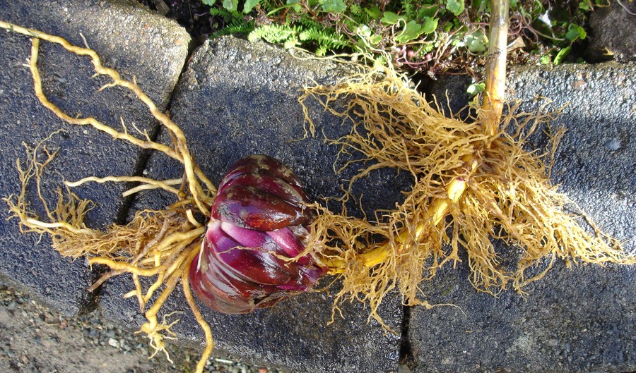 BnDLilies+different+types+of+roots+on+lily+bulbs.jpg