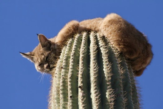 bobcat2.bmp.jpg