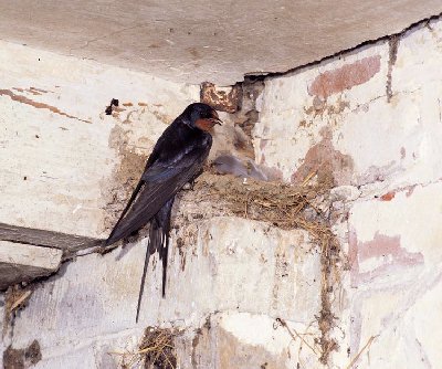 Boerenzwaluw_Hirundo-rustica-th.jpg