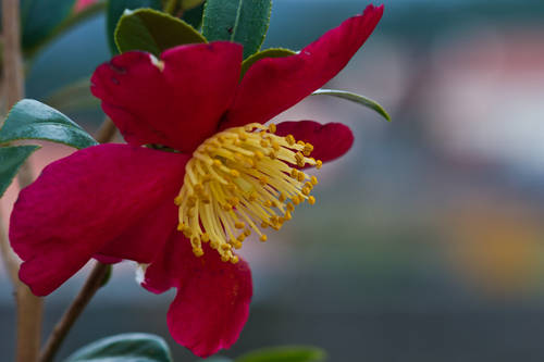 Boiro_2010-10.jpg
