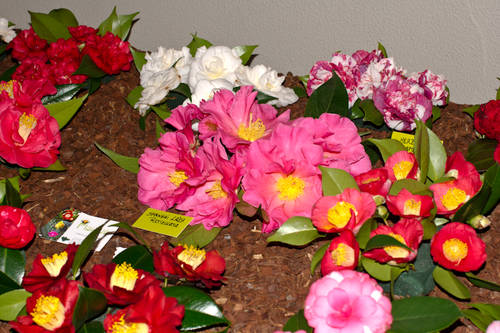 Boiro_2010-12.jpg
