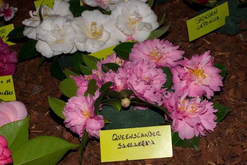 Boiro_2010-3.jpg
