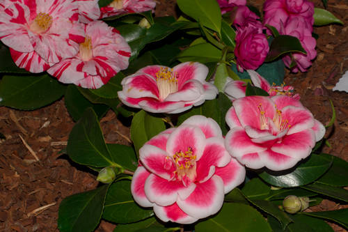 Boiro_2010-5.jpg