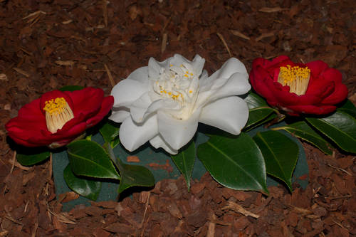 Boiro_2010-6.jpg