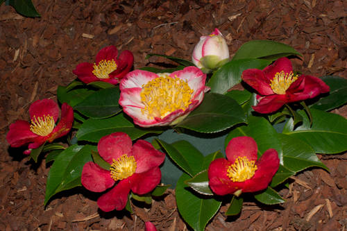 Boiro_2010-7.jpg